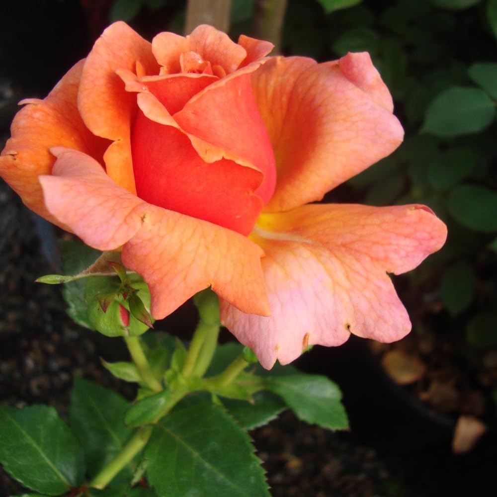 Rose Plant Live, Rose Bush Live Plant, Fragrant Flowers Ready to Plant, 5-9 Inch Height, Well-Rooted, No Pot (Coral Rose)