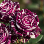 White Purple Climbing Rose Live Plant, 6 Months Old Starter, Fragrant Purple Climbing Roses for Planting Outdoor, No Pot
