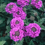 2 Purple Verbena Plants Live, Perennial Ground Cover or Trailing Bushes Shrubs, 5-9 Inches Tall, Verbena Flower for Planting