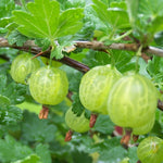 Sweet Gooseberry Plant Live for Planting, 5-9 Inch Tall, Gooseberry Bush Live Plant, Gooseberry Fruit Tree Plant
