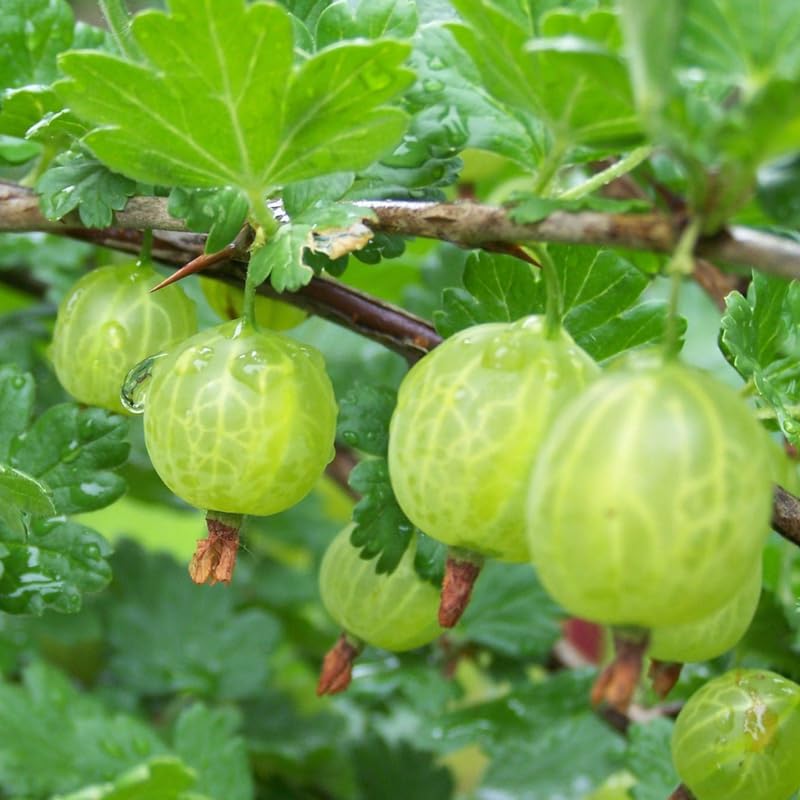 Sweet Gooseberry Plant Live for Planting, 5-9 Inch Tall, Gooseberry Bush Live Plant, Gooseberry Fruit Tree Plant