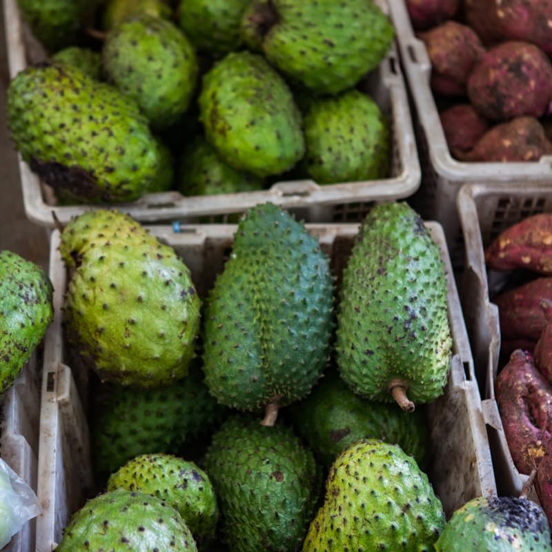 Soursop Tree Live Plant, Soursop Plant Live, Guanabana Tree Live Plants, 5 to 9 Inc Tall