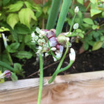 Set 8 Egyptian Walking Onion Live Plants, 1 Year Old Perennial Onions Plants Roots, Winter Allium Vegetables, Outdoor Planting