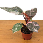 Variegated Philodendron Live Plant, Rare Indoor Houseplant Live Well Rooted 5-7 Inches, Container Growing, Home Office Decor (Pink Philodendron)
