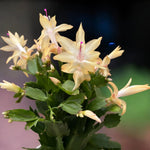 2 Yellow Christmas Cactus Live Plants, Easy Care Houseplant, 4-7'' Tall
