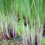 Set 2-3 Lemon Grass Live Plants Outdoor, Lemon Grass Live Plant for Outside, Zones 9 to 11