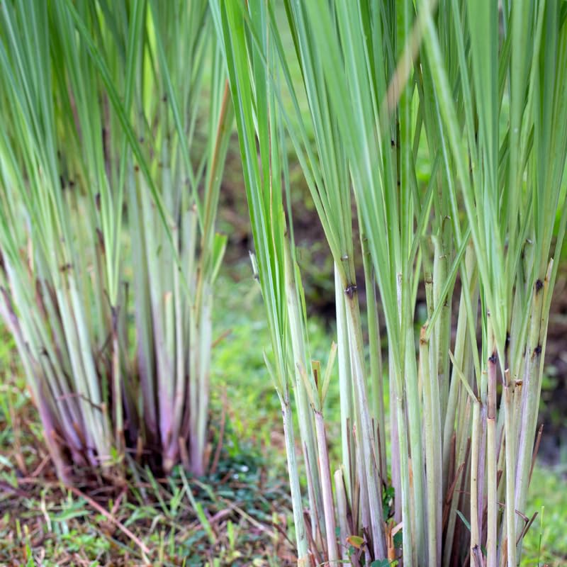 Set 2-3 Lemon Grass Live Plants Outdoor, Lemon Grass Live Plant for Outside, Zones 9 to 11