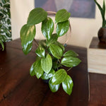 Hoya Plants Live Houseplants, Hoya Quinquenervia Plant, 5 to 7 Inches Tall, Well Rooted Plants, Indoor Growing