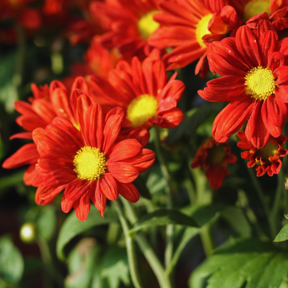 Chrysanthemum Plants Live, Red Mums Plant Live for Gardening, Mum Live Plant, 5 to 7 Inc Long Well Rooted
