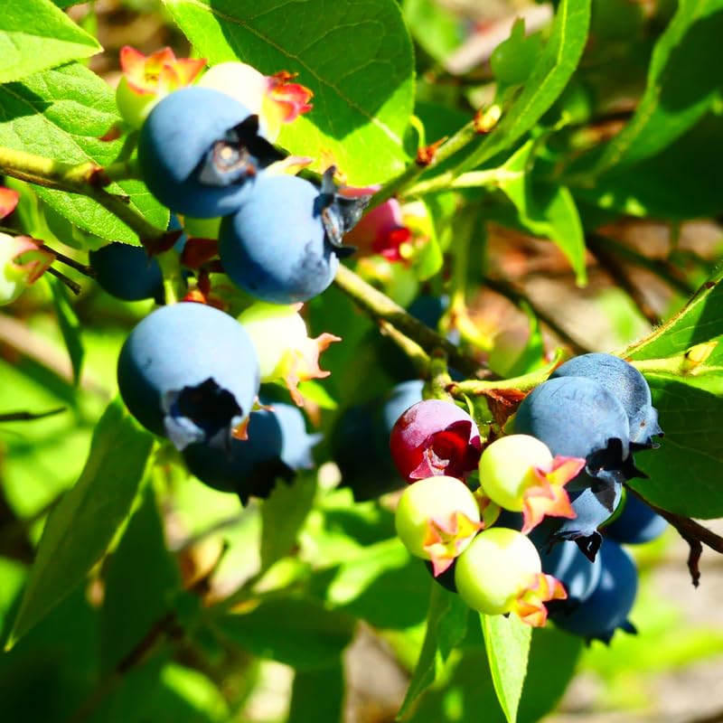 2 Blueberry Trees Live Plant for Planting, 5-10" Tall, Blueberry Plant Live, Sweet Blueberry Bush Live Plant, Large Blueberries Fruit Bareroot (Misty Blueberry)