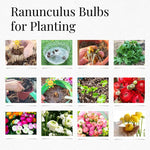 Pack of 30 Ranunculus Flowers Bulbs for Spring Planting, Ranunculus Bulbs for Planting, Spring Blooms Vibrant Perennial Bulbs for Garden Borders (Mixed)