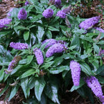 Pack 2 Butterfly Bush Live Plant, Fragrant Buddleia Shrub, 4-9 Inch Height, Vibrant Blooms for Landscaping (Blue Butterfly)