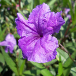 2 Dwarf Purple Mexican Petunia Live Plants, Hardy Mexican Petunia Bush Cold Hardy, Starter Size 5-10 Inches in Tall, No Pot