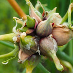 6 Walking Onions Plants Rooted, Egyptian Walking Onion Live Plants for Planting, Cold Hardy Onion Allium for Outdoor Garden
