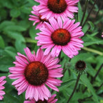 3 Purple Coneflower Plants Live, Flowering Echinacea Perennial Plant Roots, 4-6 Inches