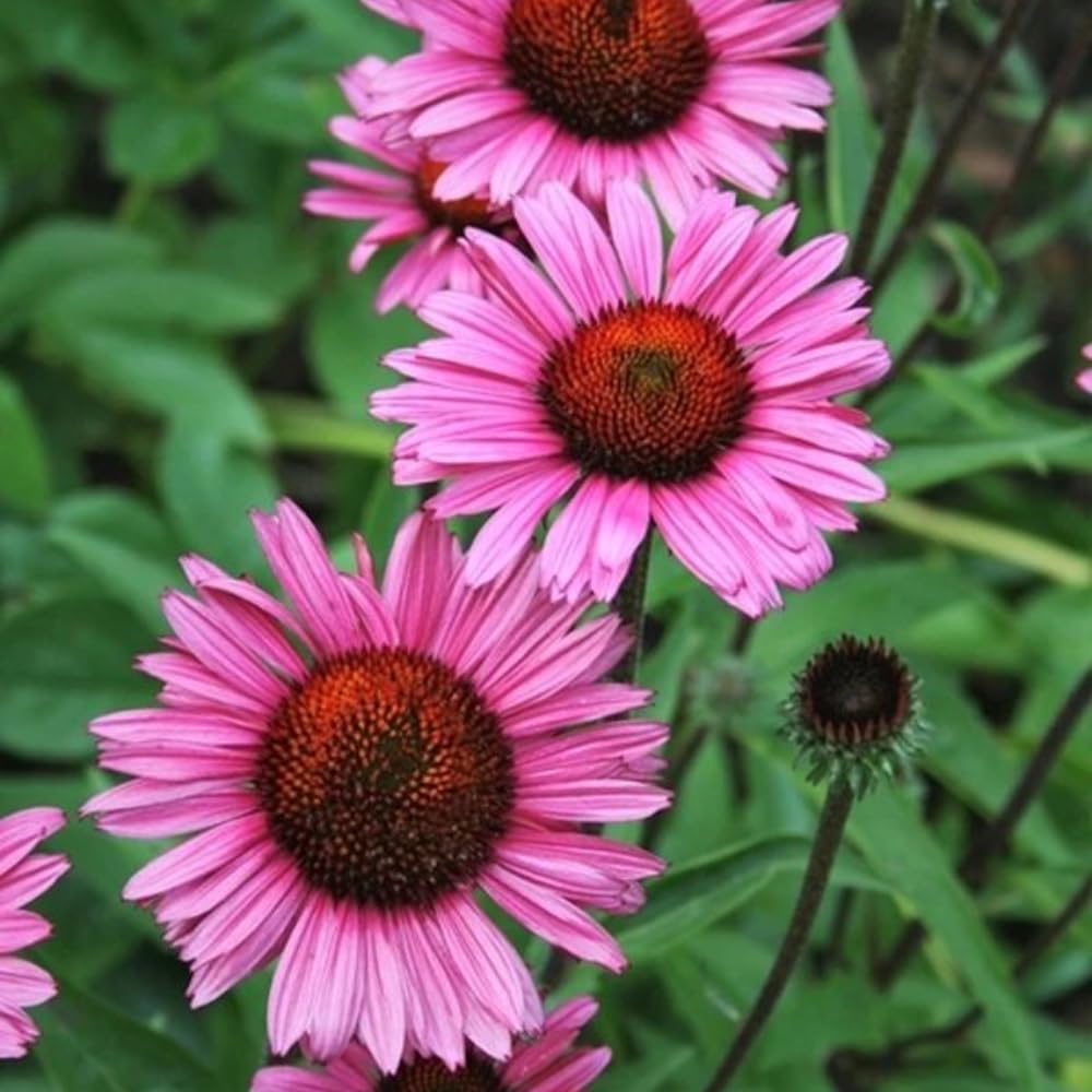 3 Purple Coneflower Plants Live, Flowering Echinacea Perennial Plant Roots, 4-6 Inches