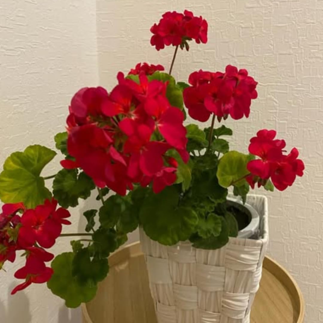 4 Geranium Plants Live from 5 Inc to 8 Inc Tall, Red Flower Plant