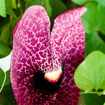 Dutchman Pipe Climbing Vine Live Plant, Hardy Ornamental Tropical Foliage Flowers, Starter Size, 5 to 9 Inc Tall, No Pot