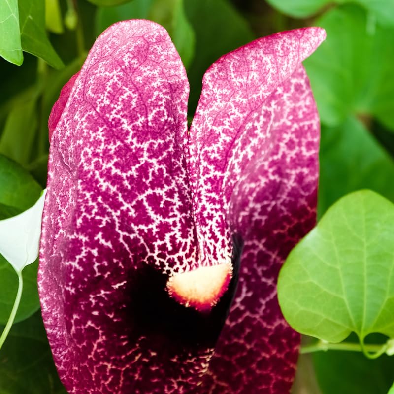 Dutchman Pipe Climbing Vine Live Plant, Hardy Ornamental Tropical Foliage Flowers, Starter Size, 5 to 9 Inc Tall, No Pot