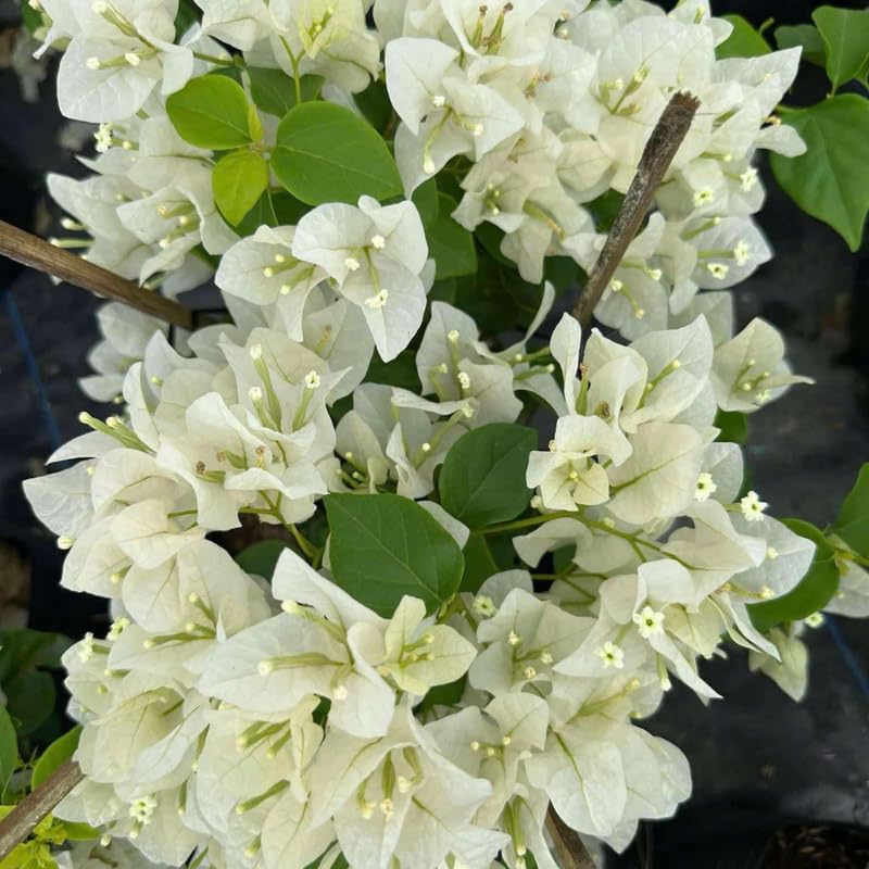 2 White Bougainvillea Plants Live, Flowering Bougainvillea Vine for Outdoor Garden or Trellis, 5-9 Inch Tall, Very Hardy