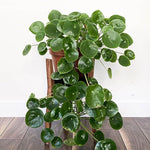 Pilea Peperomioides Live, Large Money Plants, Money Tree Plant Indoor, 4 to 6 Inc Tall Plant Live Houseplants for Garden