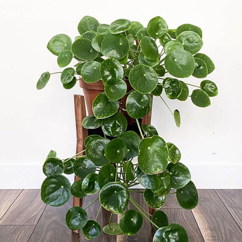 Pilea Peperomioides Live, Large Money Plants, Money Tree Plant Indoor, 4 to 6 Inc Tall Plant Live Houseplants for Garden