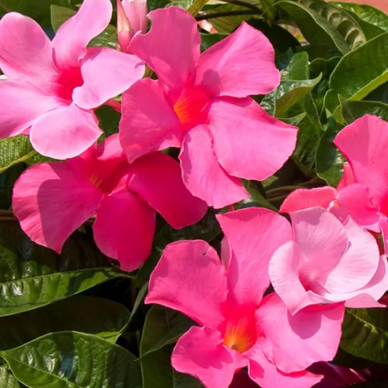 2 Pink Mandevilla Live Plants, Flowering Mandevilla Plants, 5-9” Tall, Mandevilla Trellis Vines for Outdoor Garden and Containers