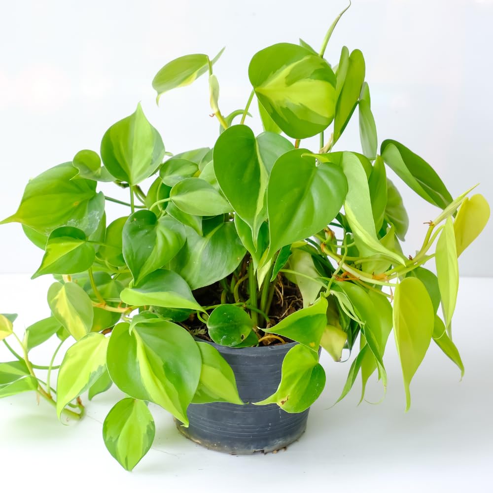 Philodendron Plant Live, Rare Variegated Philodendron Houseplant for Planting, Home Office Decor 4 to 8 Inches (Stripe Green White)
