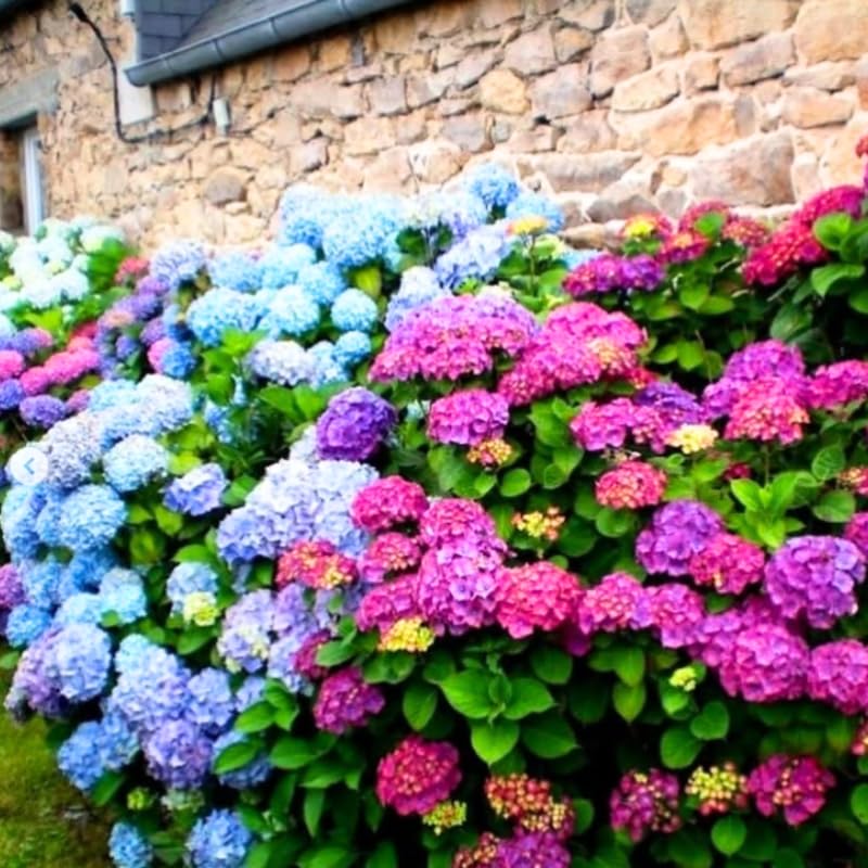 Hydrangea Plant Live, Reblooming Hydrangea Flowers Well-Rooted, Hardy Bush Shrub, 5-9" Tall, Vibrant Shades (Multicolor)