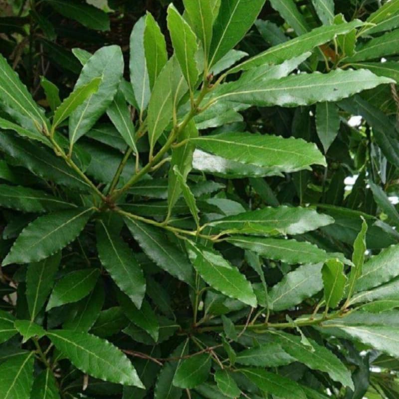 Live Bay Laurel Plant 4-8 Inch Tall, Fragrant Bay Leaf Tree Well Rooted, 8 Months Old Bay Leaves Plant
