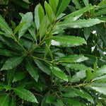 Bay Leaf Tree 5-7 inch, Sweet Bay Laurel Live Plant, Laurus Nobilis Ready to Grow Outdoor