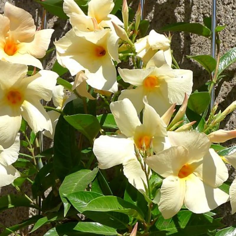 3 Apricot Mandevilla Plants Live, 5-10” Tall Flowering Mandevilla Vines for Trellis, Outdoor Patio, Garden Pots, Trailing Mandevilla Seedlings