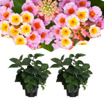 Pack 2 Lantana Live Plants for Planting, Hardy Perennial Lantana Bushes Well Rooted 4-7 Inches, Assorted Blooms (Pink Flowers)