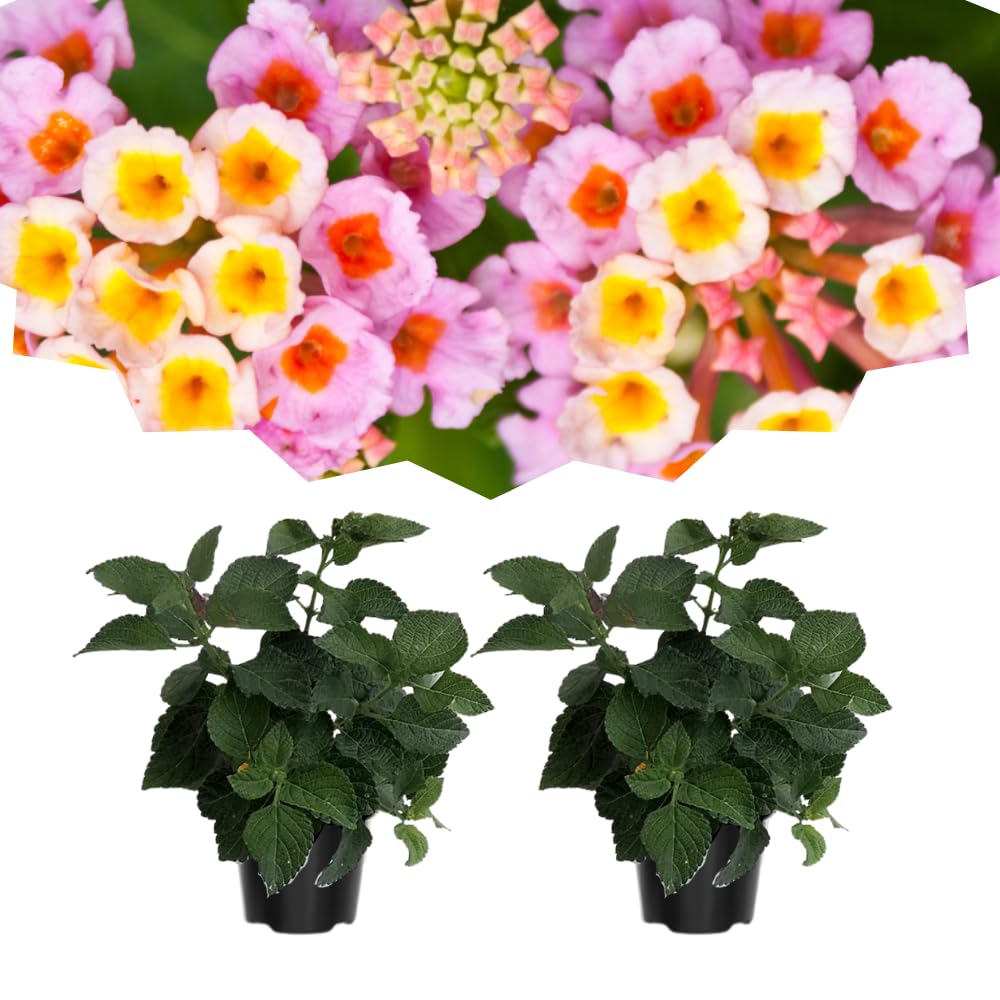 Pack 2 Lantana Live Plants for Planting, Hardy Perennial Lantana Bushes Well Rooted 4-7 Inches, Assorted Blooms (Pink Flowers)