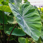 Green Leaf Black Stems Colocasia Live Plant, 5 to 8" in Tall, Taro Elephant Ear Alocasia Esculenta Live Plant for Planting, Live Colocasia Houseplant