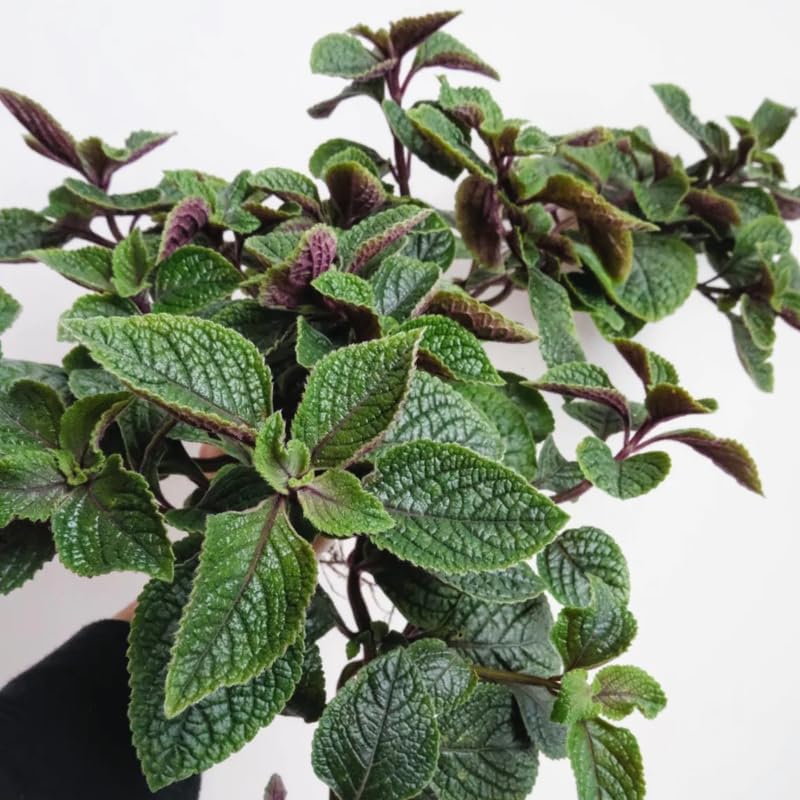 Pack 2 Swedish Ivy Plants Live Indoors in One Pot, Plectranthus Swedish Ivy House Plants, Live Swedish Ivy Vine, 4-6" Tall (Purple Swedish Ivy)