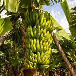 Dwarf Cavendish Banana Plant Live, 4-6" Tall Well-Rooted for Indoor Tropical Displays, Cold Hardy Banana Fruit Tree