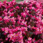 Set 2 Begonia Live Plants, Rare Begonia Plants for Trailing, Ornamental Hanging Basket 5"-9" in Tall (Bronze Leaf)