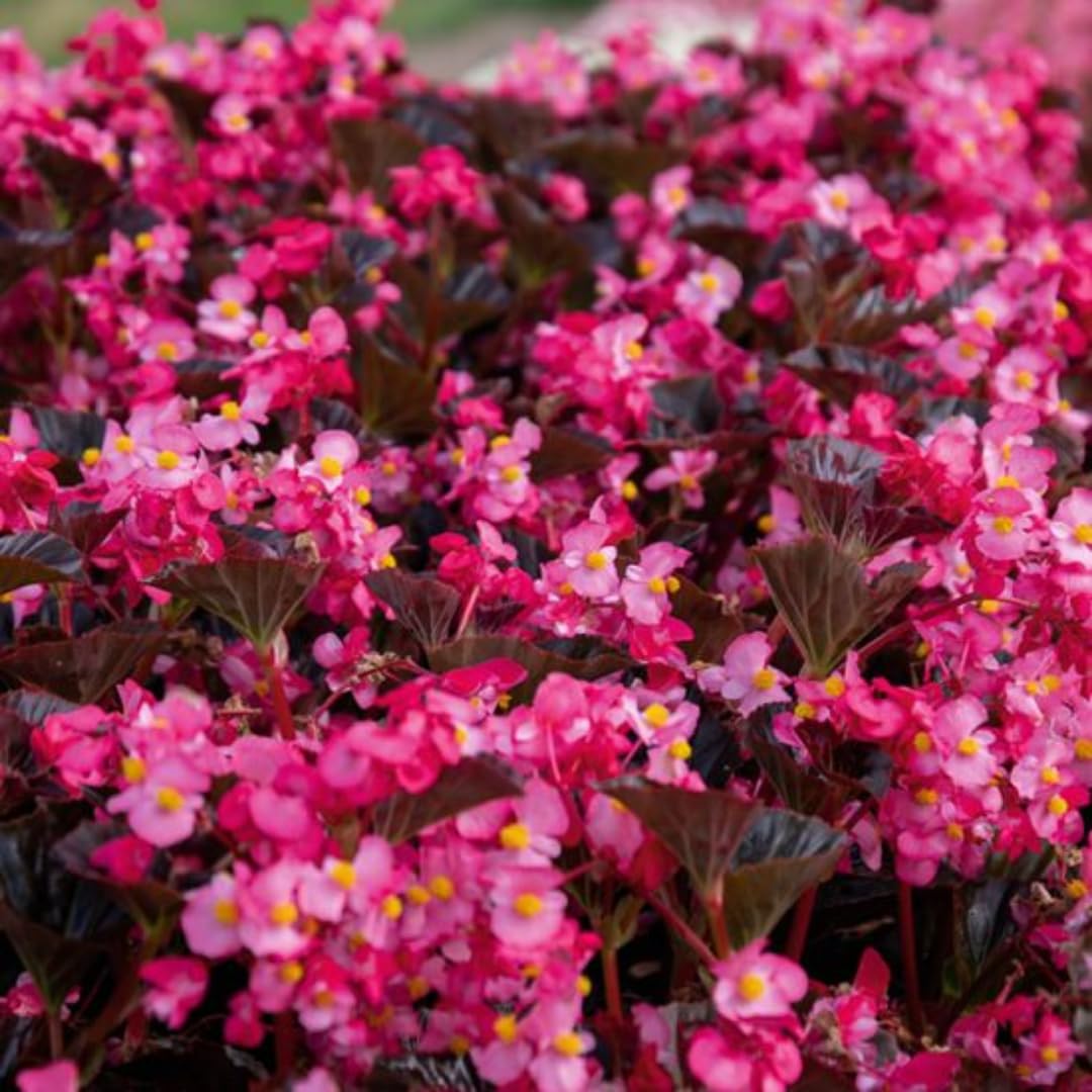 Set 2 Begonia Live Plants, Rare Begonia Plants for Trailing, Ornamental Hanging Basket 5"-9" in Tall (Bronze Leaf)