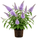 2 Light Blue Butterfly Bush Plants Live, Vibrant Buddleia Plants 4-7 Inches, Colorful Flowering Shrub for Outdoor Garden