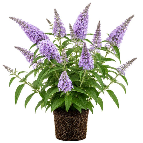 2 Butterfly Bush Plants Live, Vibrant Buddleia Plants 4-7 Inches, Colorful Flowering Shrub for Outdoor Garden