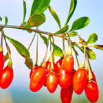 2 Red Goji Berry Plants Live 4 to 8 Inch Tall, Sweet Goji Berry Trees Plants, Berry Fruit Tree Perennial Garden Simple to Grow