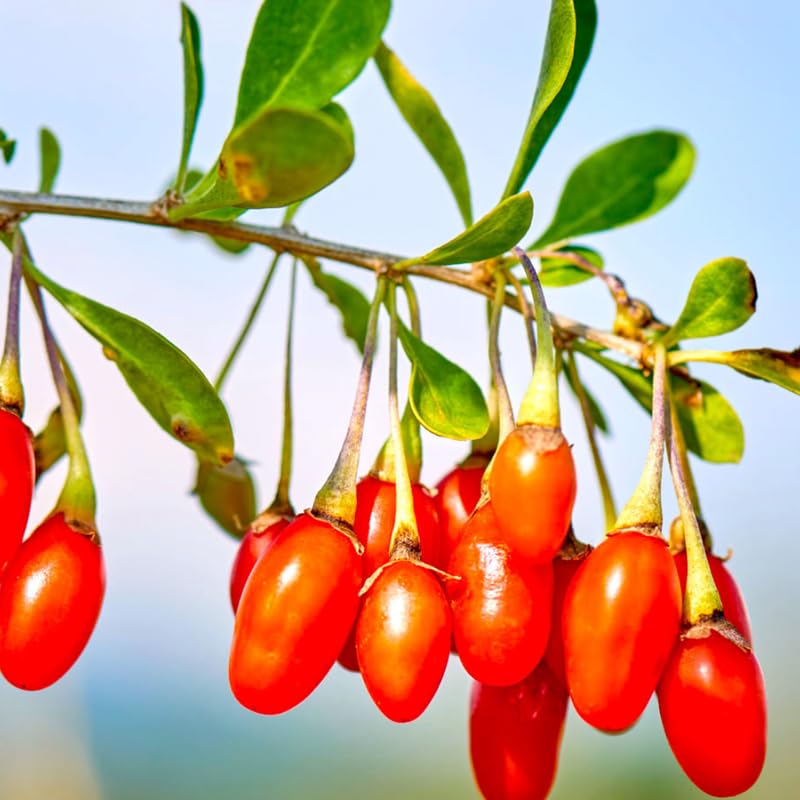 2 Red Goji Berry Plants Live 4 to 8 Inch Tall, Sweet Goji Berry Trees Plants, Berry Fruit Tree Perennial Garden Simple to Grow