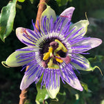 Pack 2 Passion Flower Plants Live, Passiflora Vine Well-Rooted, 5-7 Inch Tall Climbing Vine for Garden Trellises and Fences, No Pot (Blue Passion Flower)