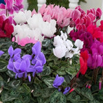 2 Random Cyclamen Plants Live in 4" Pot, Already Bloom in Vibrant Color, Easy to Care for Indoor or Garden Flowering Houseplant