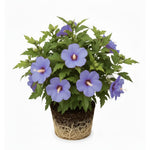 Live Rose of Sharon Plant 6-13" Tall, Althea Hibiscus Bush Well Rooted, Hardy Fragrant Hibiscus Syriacus Flowering Plant - Purple Blooms