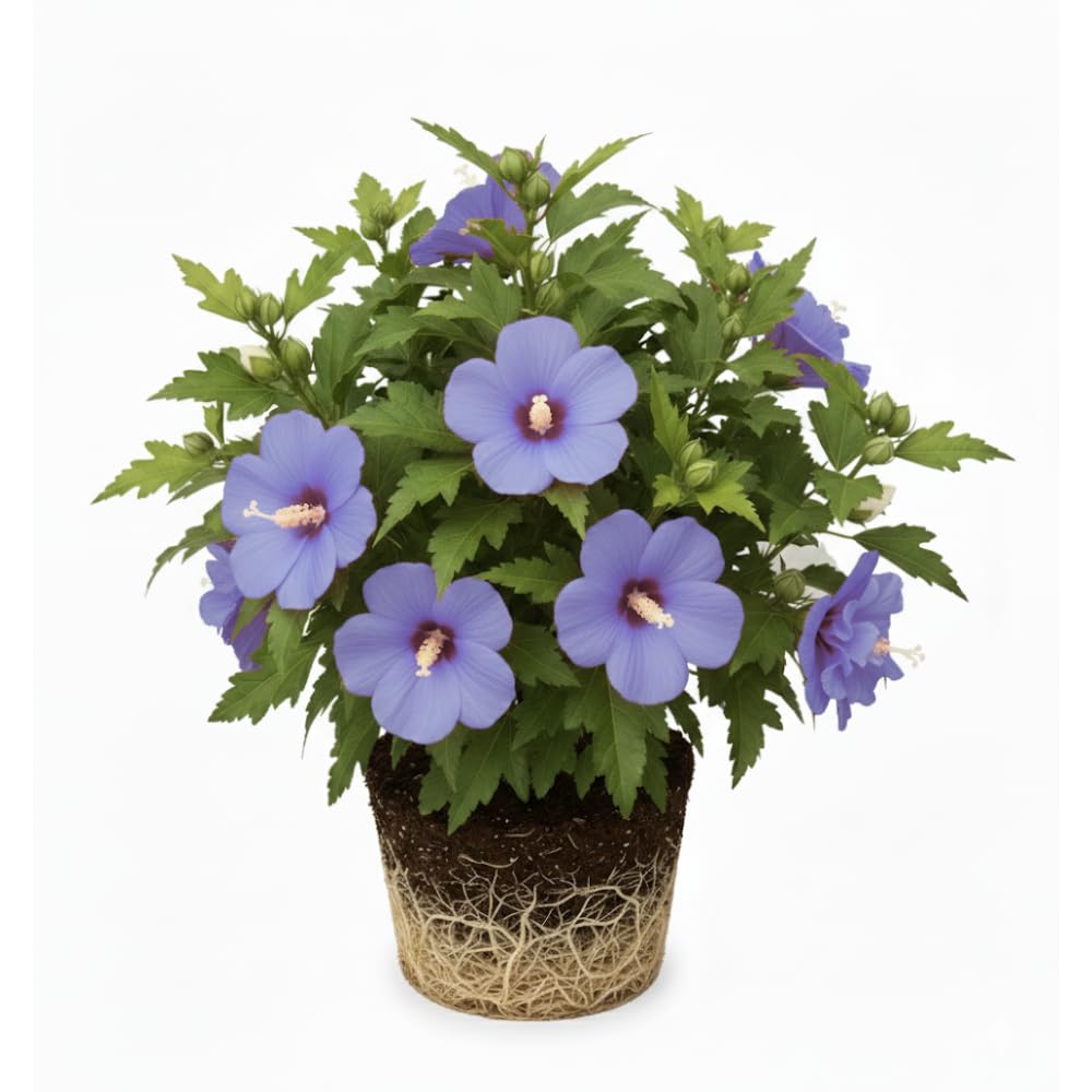 Live Rose of Sharon Plant 6-13" Tall, Althea Hibiscus Bush Well Rooted, Hardy Fragrant Hibiscus Syriacus Flowering Plant - Purple Blooms