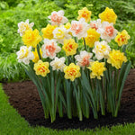 Pack 20 Mixed Daffodil Bulbs, Double Daffodils Flower Bulbs, Perennial Flowers for Garden or Containers