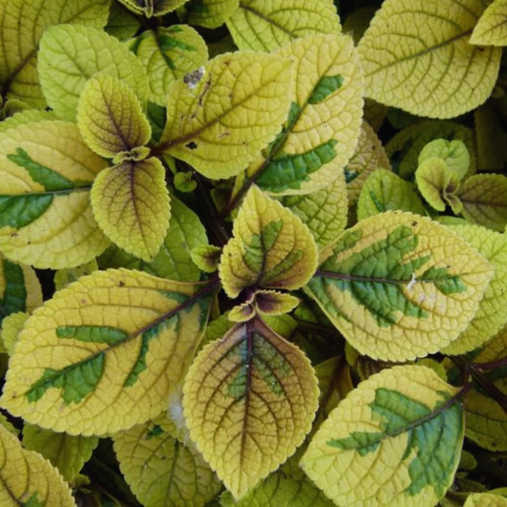 Set 4 of Golden Swedish Ivy Plants, 4 Inc to 6 Inc Tall Seedling, House Plant Live, Live Swedish Ivy Plants, Swedish Ivy Live Plants