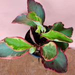 Peperomia Rainbow Live Plant 4-7 Inch Tall, 3.5 Inch Plant, Red Edge Peperomia Rainbow Plant, Maintenance Houseplant for Home Decoration
